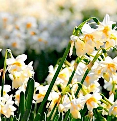 İzmir Mavi Tren ile Karaburun Nergis Tarlaları İzmir Turu (Yataklı Vagon)