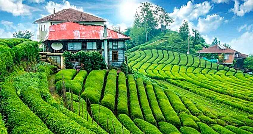 Çamlıhemşin Yaylaları Turu 