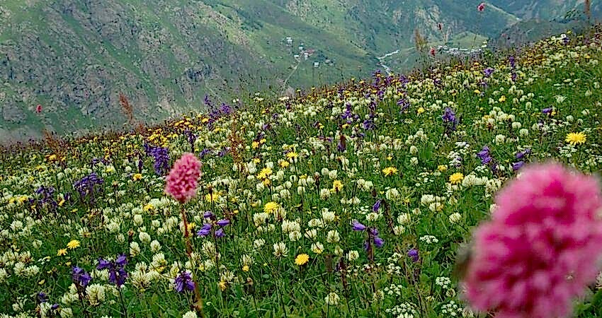 Çamlıhemşin Yaylaları Turu 