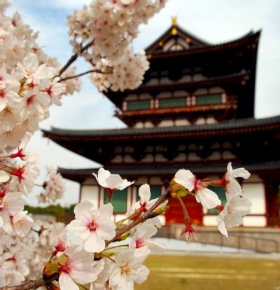 Elit Japonya Kore Turu THY ile 7 Gece Ekstra Turlar Dahil Sakura Dönemi