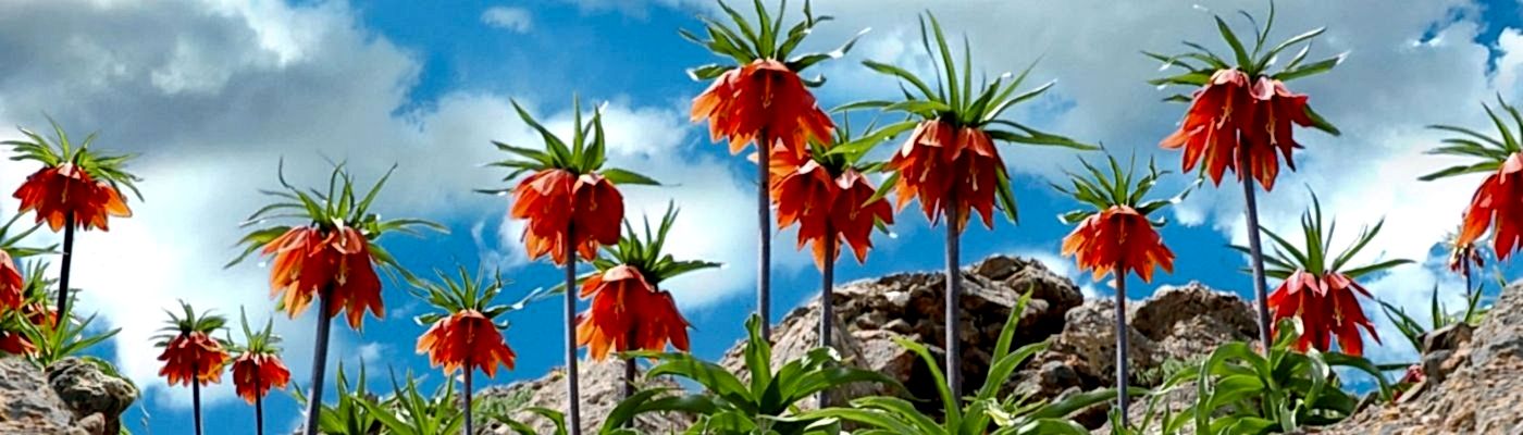 Hızlı Tren ile Tunceli Munzur Vadisi Kemaliye Divriği Turu 