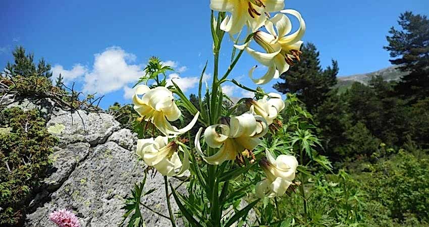 Şavşat Meydancık Macahel Artvin Yaylaları Turu 